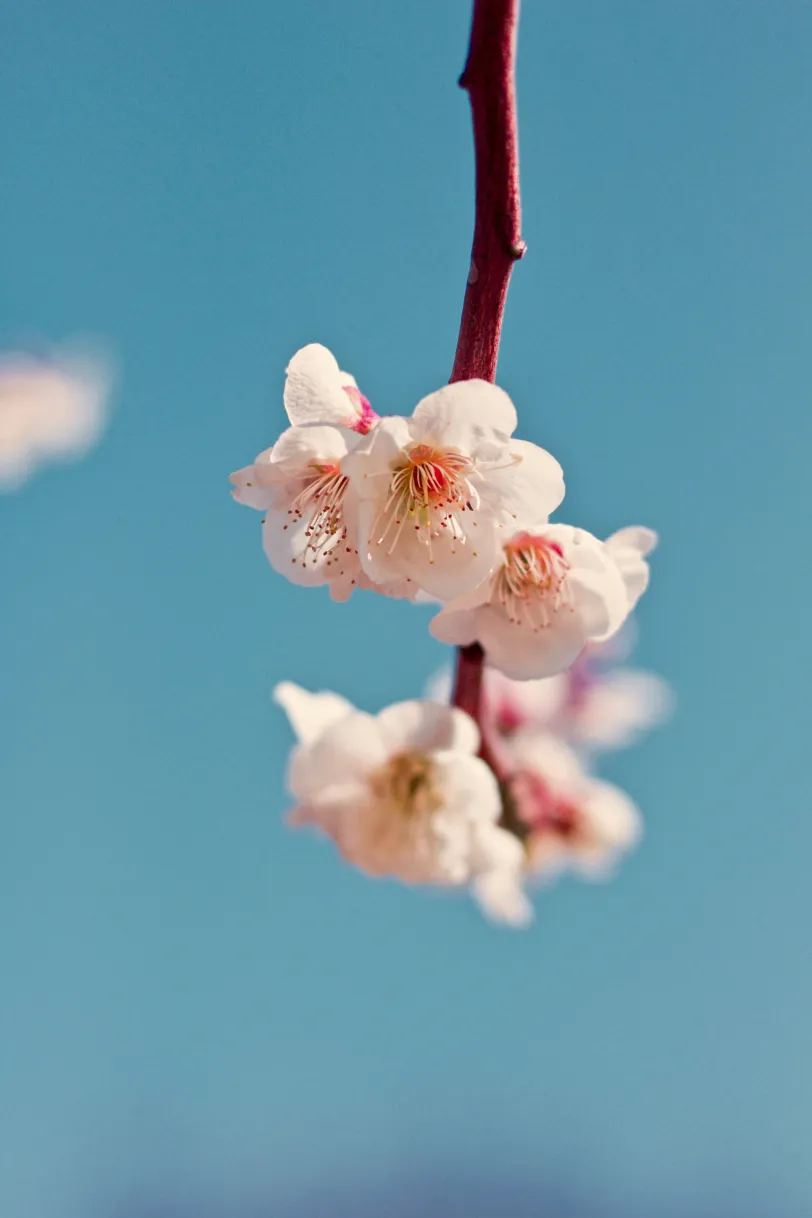江波山桜の活動風景