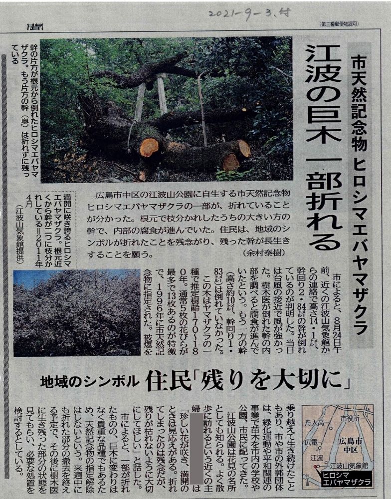 中国新聞の記事「江波の巨木　一部折れる」